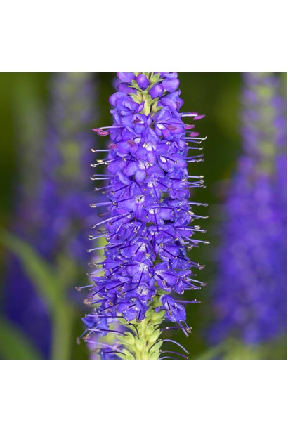 Квітка вероніки Кристата з близької відстані